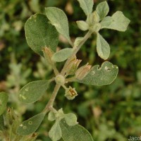 Glinus lotoides L.